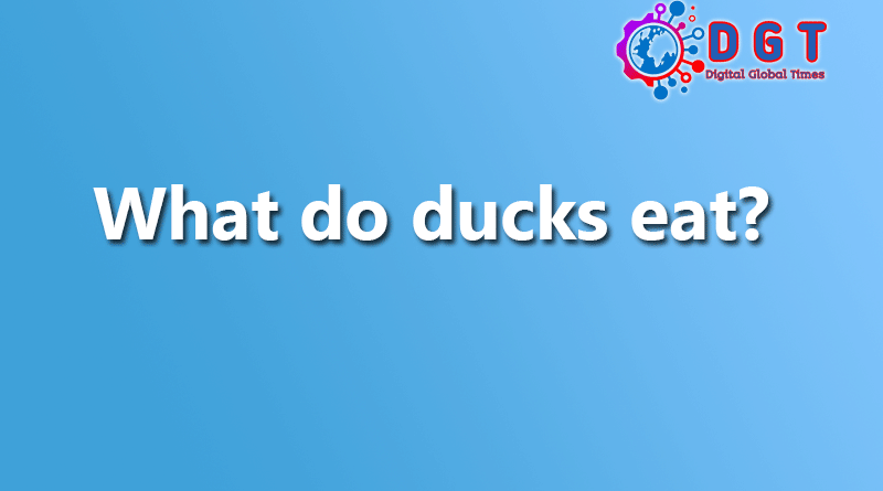 What do ducks eat?