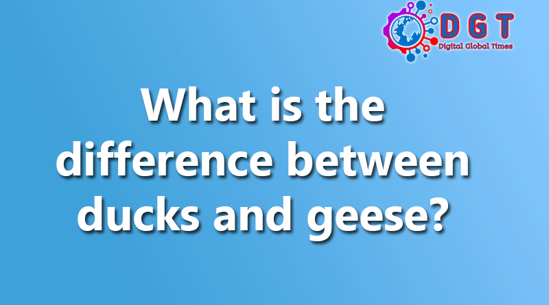 What is the difference between ducks and geese?
