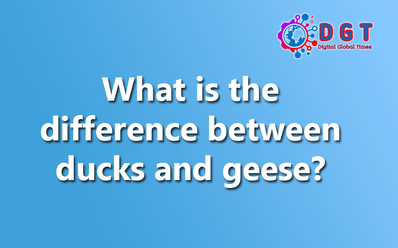 What Is The Difference Between Ducks And Geese? - Digital Global Times