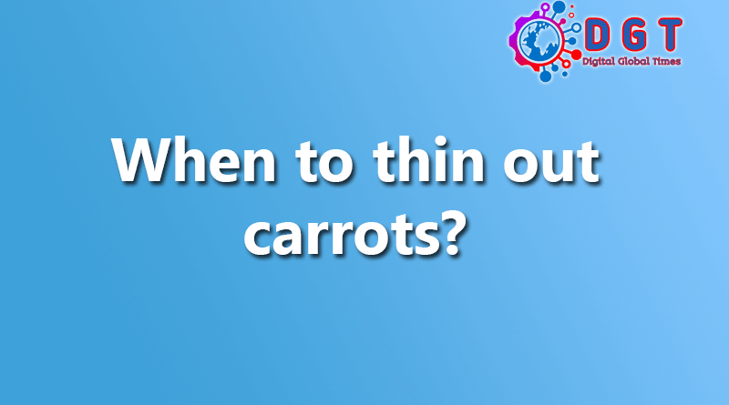 When to thin out carrots?