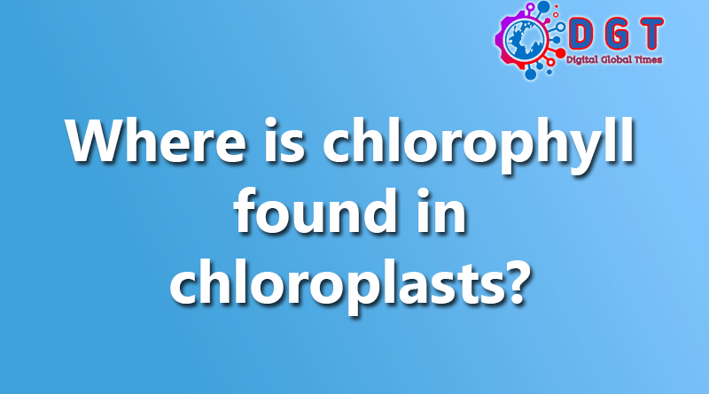 Where is chlorophyll found in chloroplasts?