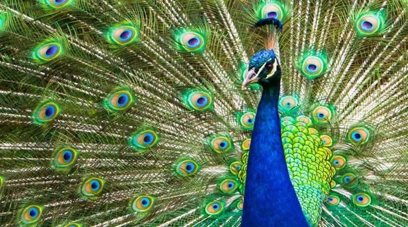 what sound does a peacock make