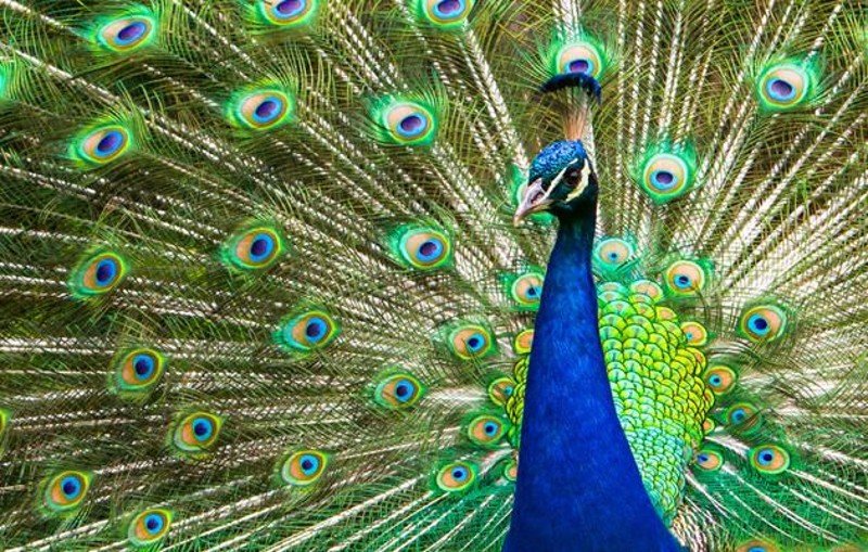 What Sound Does A Peacock Make - Digital Global Times