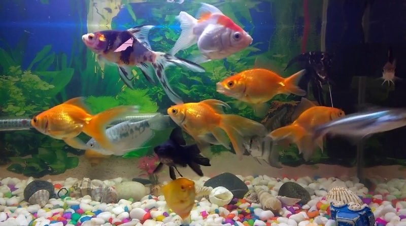 10 Tips For First-Time Fish Owners