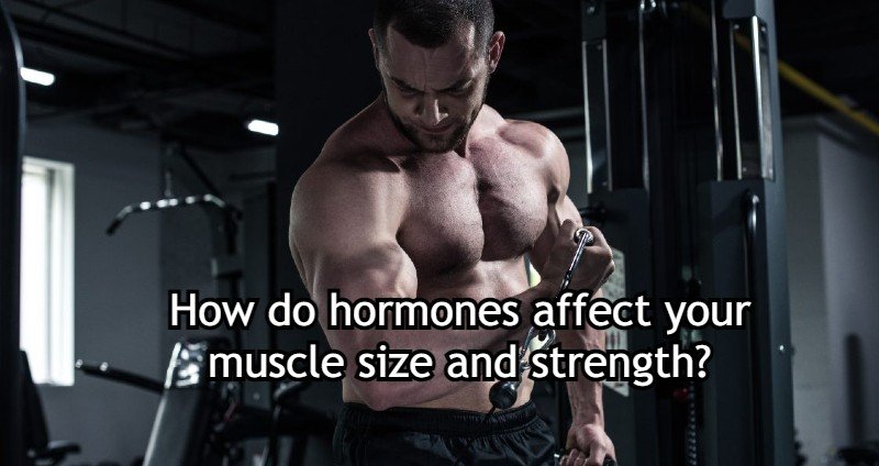 How do hormones affect your muscle size and strength