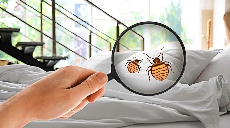 Causes Bedbugs