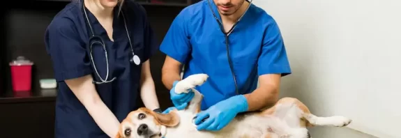 Top Tips for Making Your New Veterinary Surgery a Success