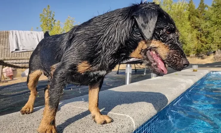 Can Belgian Malinois Dogs Swim