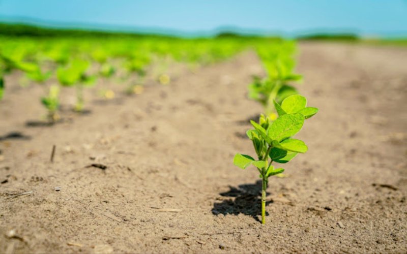 How To Enhance Crop Yields And Boost Soil Efficiency - Digital Global Times