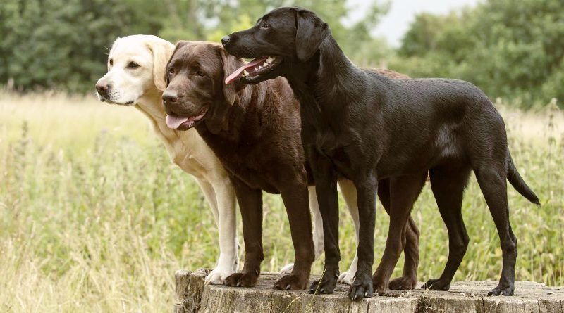 Why Labradors Make Extraordinary Service Dogs