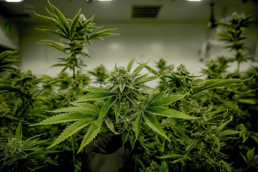 Indoor vs Outdoor Growing: Unraveling Marijuana Cultivation