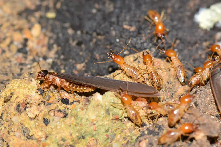 Orlando's Premier Termite Control Experts: Safeguarding Your Property ...