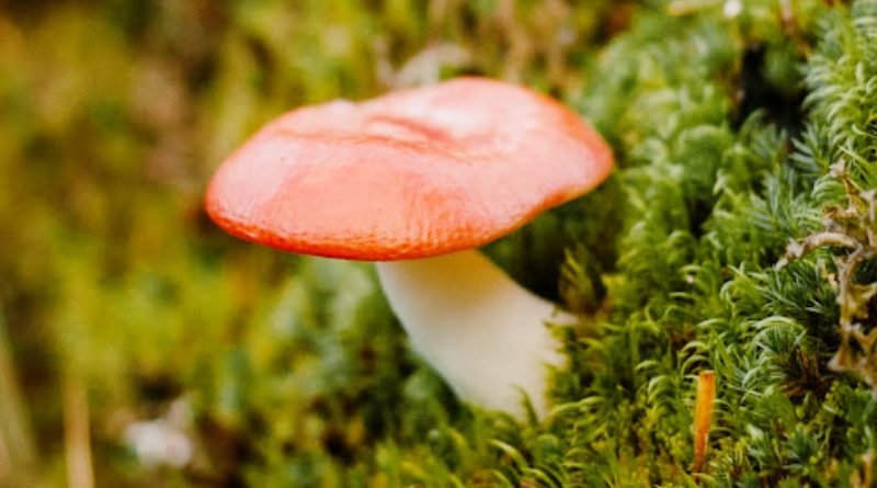 Amanita Mushrooms for Mental Clarity and Focus: Myth or Reality?