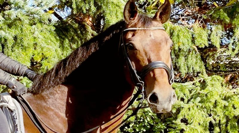 Ns Horse Screen