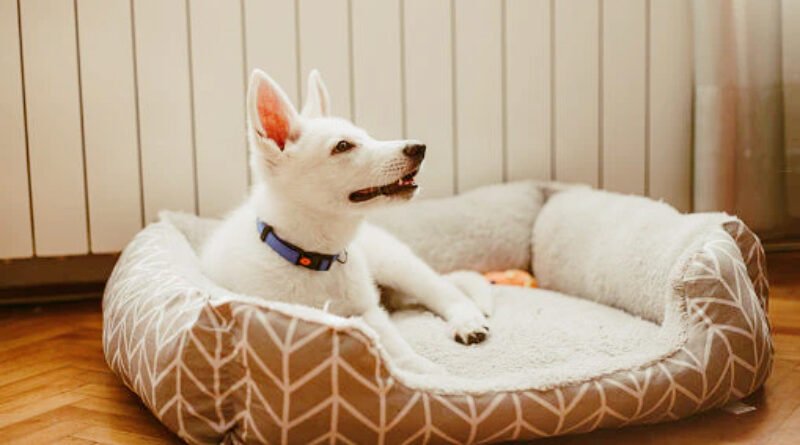 Why Waterproof Dog Beds are a Wise Investment