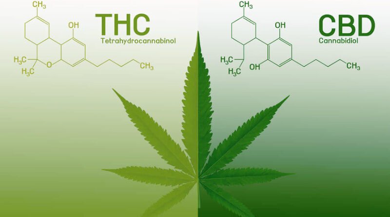 CBD vs. THC: Understanding Their Impact on Health and How to Use Them Safely