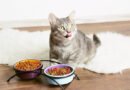 Top 10 Best Wet Cat Foods for Your Furry Friend in 2024