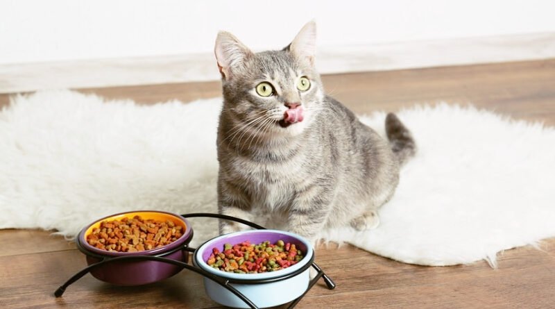 Top 10 Best Wet Cat Foods for Your Furry Friend in 2024