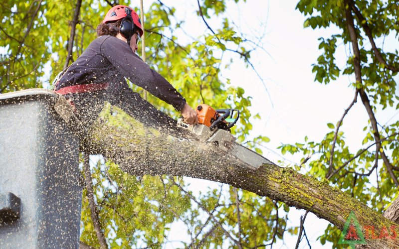 Top 7 Questions To Ask Before Hiring A Tree Removal Service - Digital ...