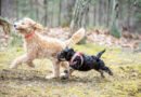 Tips for Socializing Bernedoodle Puppies from Day One