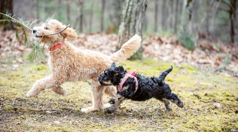 Tips for Socializing Bernedoodle Puppies from Day One
