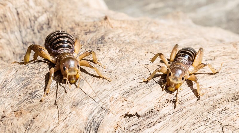 10 Fascinating Facts About the Potato Bug Insect You Need to Know