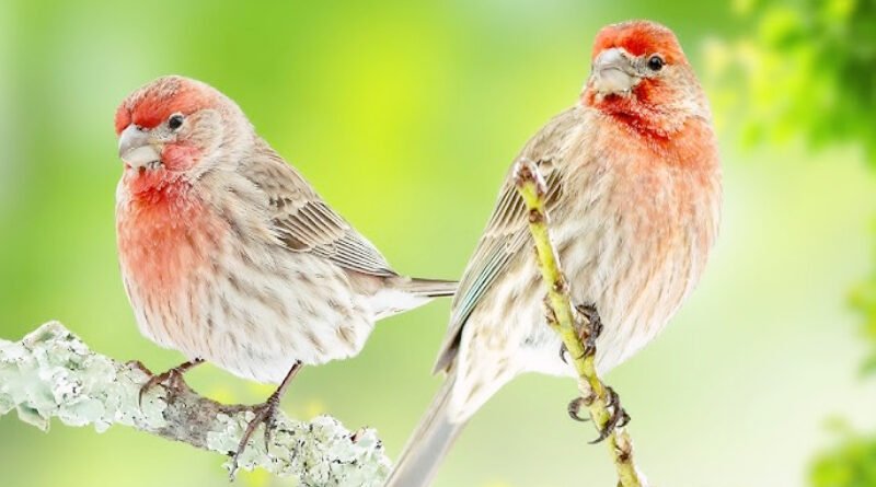 House Finch: A Cheerful Songbird in Every Backyard