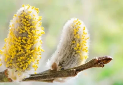 The Invisible Layer: How Seasonal Pollen Affects Your Home More Than You Think