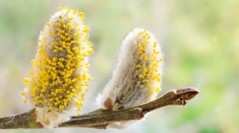 The Invisible Layer: How Seasonal Pollen Affects Your Home More Than You Think