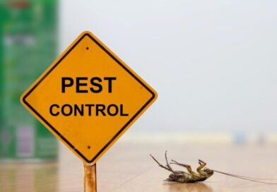 Pest Control For Renters